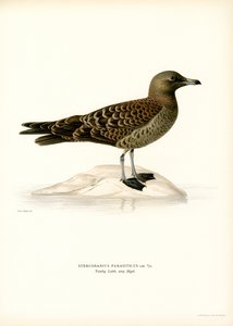 Parasitic Jaeger (litografía en color) de Magnus Ferdinand and Wilhelm von Wright