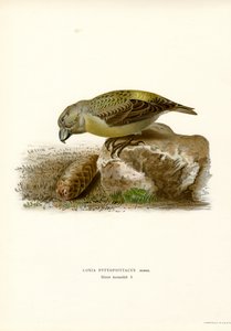 Piquituerto (litografía en color) de Magnus Ferdinand and Wilhelm von Wright