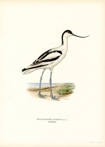 Pie de avoceta (litografía en color) de Magnus Ferdinand and Wilhelm von Wright