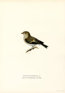 Papamoscas cerrojillo (litografía en color) de Magnus Ferdinand and Wilhelm von Wright