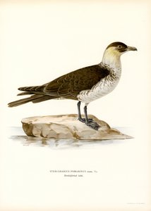 Skua pomarino (litografía en color) de Magnus Ferdinand and Wilhelm von Wright