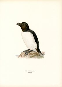 Alcaudón (litografía en color) de Magnus Ferdinand and Wilhelm von Wright