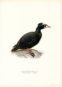 Piquituerto (litografía en color) de Magnus Ferdinand and Wilhelm von Wright