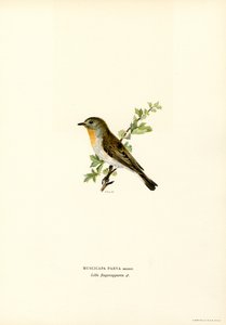 Papamoscas de pecho rojo (litografía en color) de Magnus Ferdinand and Wilhelm von Wright