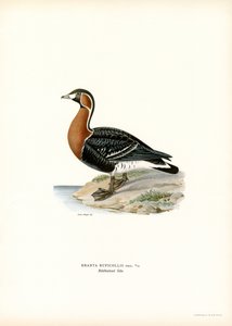 Ganso de pecho rojo (litografía en color) de Magnus Ferdinand and Wilhelm von Wright