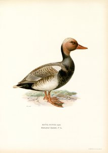 Pato de cresta roja (litografía en color) de Magnus Ferdinand and Wilhelm von Wright