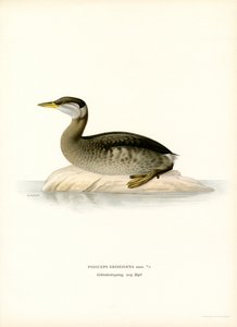 Zampullín cuellirrojo (litografía en color) de Magnus Ferdinand and Wilhelm von Wright
