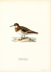 Falaropo de cuello rojo (litografía en color) de Magnus Ferdinand and Wilhelm von Wright