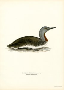 Buceador de garganta roja (litografía en color) de Magnus Ferdinand and Wilhelm von Wright