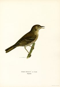 Redwing (litografía en color) de Magnus Ferdinand and Wilhelm von Wright
