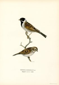 Colorín colorado (litografía en color) de Magnus Ferdinand and Wilhelm von Wright