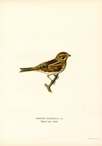Colorín colorado (litografía en color) de Magnus Ferdinand and Wilhelm von Wright