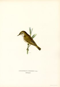 Carricero común (litografía en color) de Magnus Ferdinand and Wilhelm von Wright