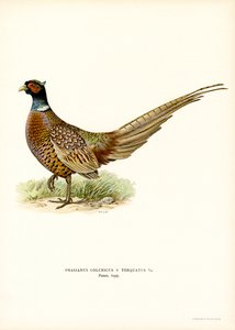 Faisán de cuello anillado (litografía en color) de Magnus Ferdinand and Wilhelm von Wright