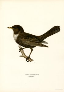 Zorzal común (litografía en color) de Magnus Ferdinand and Wilhelm von Wright