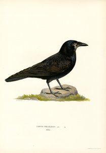 Rook (litografía en color) de Magnus Ferdinand and Wilhelm von Wright