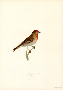 Campanilla (litografía en color) de Magnus Ferdinand and Wilhelm von Wright