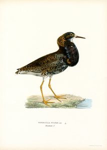 Ruff (litografía en color) de Magnus Ferdinand and Wilhelm von Wright