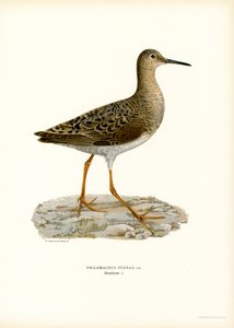 Ruff (litografía en color) de Magnus Ferdinand and Wilhelm von Wright