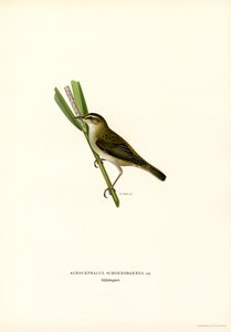 Carricero común (litografía en color) de Magnus Ferdinand and Wilhelm von Wright