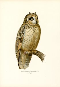 Búho de orejas cortas (litografía en color) de Magnus Ferdinand and Wilhelm von Wright