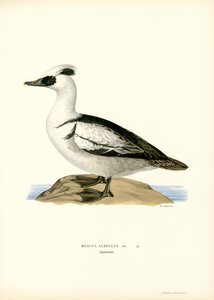 Smew (litografía en color) de Magnus Ferdinand and Wilhelm von Wright