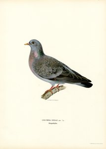 Stock Dove (litografía en color) de Magnus Ferdinand and Wilhelm von Wright