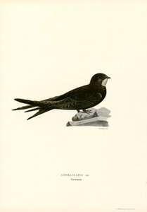 Swift (litografía en color) de Magnus Ferdinand and Wilhelm von Wright
