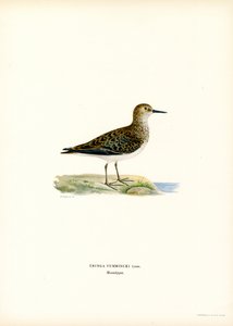 Temminck