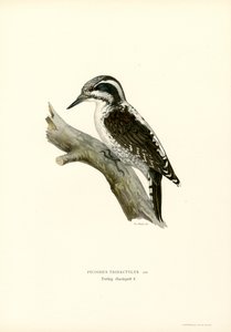 Pájaro carpintero de tres dedos (litografía en color) de Magnus Ferdinand and Wilhelm von Wright