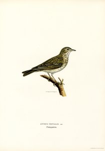 Bisbita arbóreo (litografía en color) de Magnus Ferdinand and Wilhelm von Wright