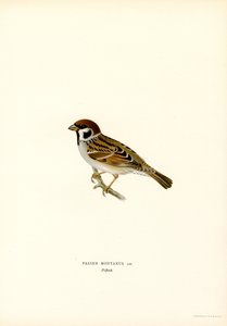 Gorrión arbóreo (litografía en color) de Magnus Ferdinand and Wilhelm von Wright