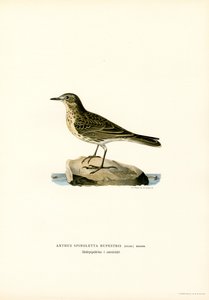 Bisbita del agua (litografía en color) de Magnus Ferdinand and Wilhelm von Wright