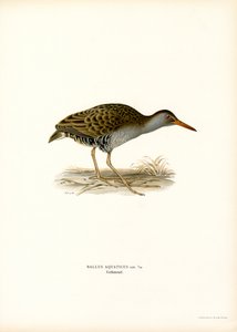 Riel de agua (litografía en color) de Magnus Ferdinand and Wilhelm von Wright