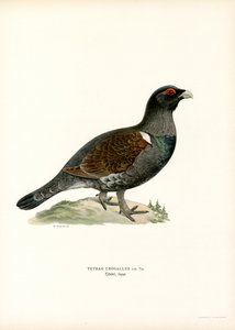 Urogallo occidental (litografía en color) de Magnus Ferdinand and Wilhelm von Wright