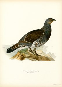 Urogallo occidental (litografía en color) de Magnus Ferdinand and Wilhelm von Wright