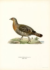 Urogallo occidental (litografía en color)