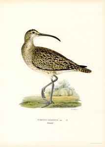 Zarapito (litografía en color) de Magnus Ferdinand and Wilhelm von Wright