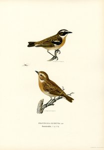 Whinchat (litografía en color) de Magnus Ferdinand and Wilhelm von Wright