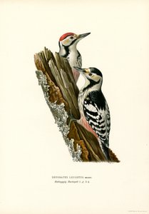 Pico dorsiblanco (litografía en color) de Magnus Ferdinand and Wilhelm von Wright