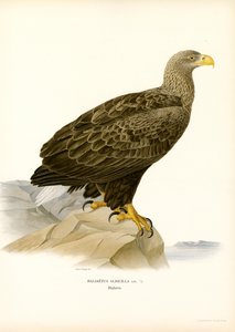 Águila de cola blanca (litografía en color)