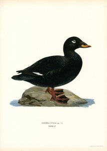 Espátula aliblanca (litografía en color) de Magnus Ferdinand and Wilhelm von Wright