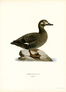 Espátula aliblanca (litografía en color)