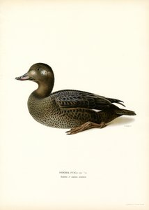 Espátula aliblanca (litografía en color) de Magnus Ferdinand and Wilhelm von Wright