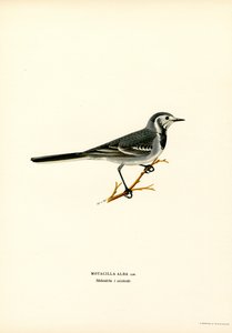 Lavandera blanca (litografía en color) de Magnus Ferdinand and Wilhelm von Wright