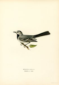 Lavandera blanca (litografía en color) de Magnus Ferdinand and Wilhelm von Wright
