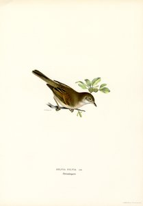 Pechugona blanca (litografía en color) de Magnus Ferdinand and Wilhelm von Wright