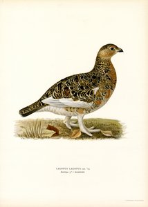 La gaviota del sauce (litografía en color)