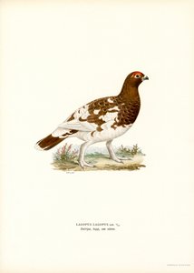 La gaviota del sauce (litografía en color)