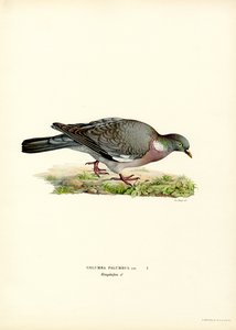 Paloma torcaz (litografía en color) de Magnus Ferdinand and Wilhelm von Wright